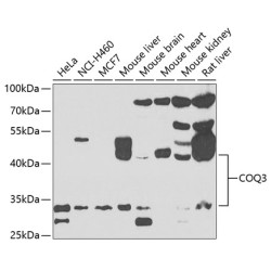 COQ3 Rabbit pAb