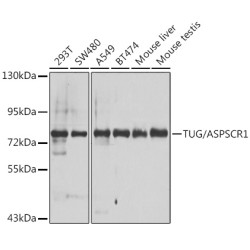 TUG/ASPSCR1 Rabbit pAb