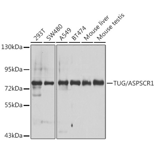 TUG/ASPSCR1 Rabbit pAb