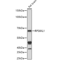 RPS6KL1 Rabbit pAb
