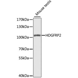 HDGFRP2 Rabbit pAb