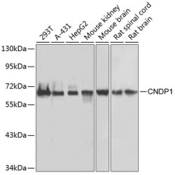 CNDP1 Rabbit pAb