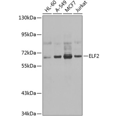 ELF2 Rabbit pAb
