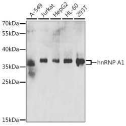 hnRNP A1 Rabbit pAb