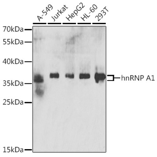 hnRNP A1 Rabbit pAb