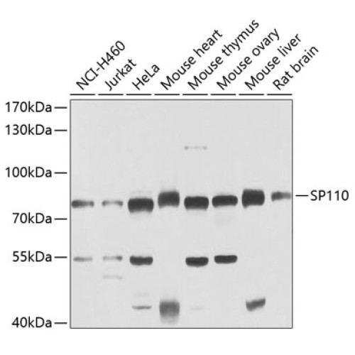 SP110 Rabbit pAb
