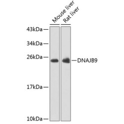 DNAJB9 Rabbit pAb