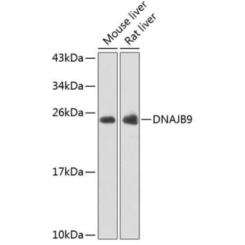 DNAJB9 Rabbit pAb