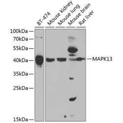 MAPK13 Rabbit pAb