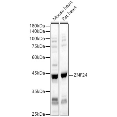 ZNF24 Rabbit pAb
