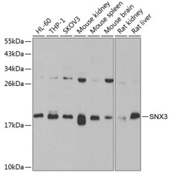 SNX3 Rabbit pAb
