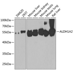 ALDH1A2 Rabbit pAb
