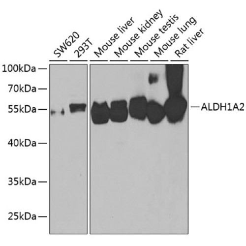 ALDH1A2 Rabbit pAb