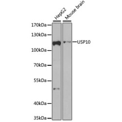 USP10 Rabbit pAb