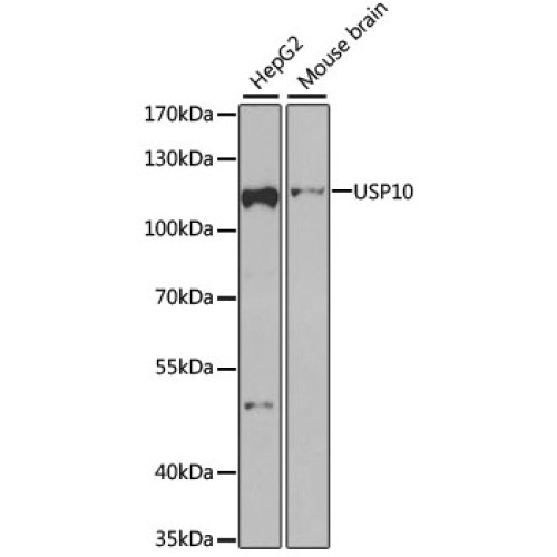 USP10 Rabbit pAb