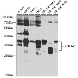 ZNF346 Rabbit pAb