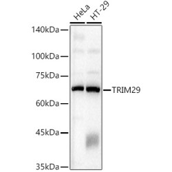 TRIM29 Rabbit pAb
