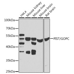 PIST/GOPC Rabbit pAb