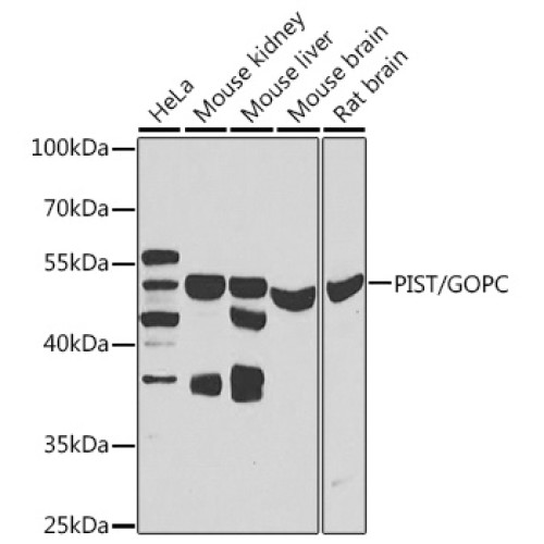 PIST/GOPC Rabbit pAb