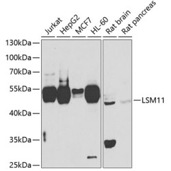 LSM11 Rabbit pAb