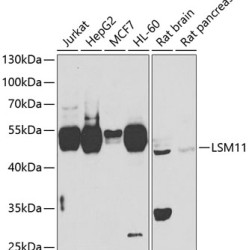 LSM11 Rabbit pAb