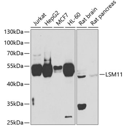 LSM11 Rabbit pAb