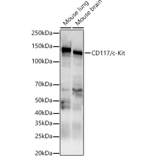 CD117/c-Kit Rabbit pAb