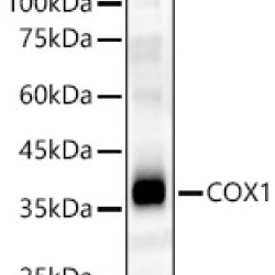 COX1 Rabbit pAb