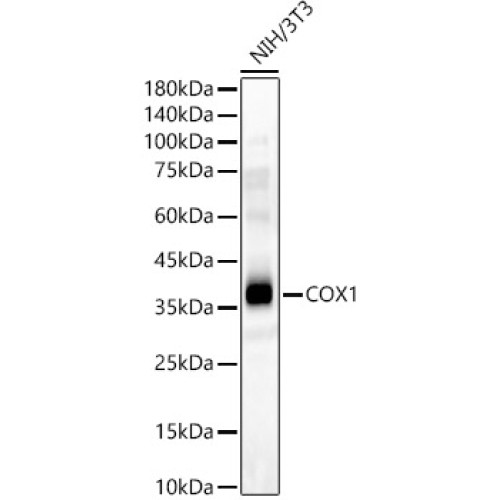 COX1 Rabbit pAb