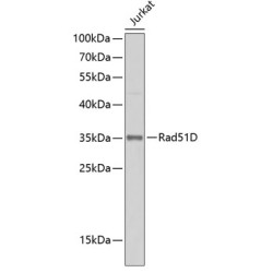 Rad51D Rabbit pAb