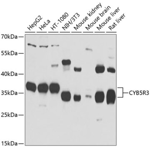 CYB5R3 Rabbit pAb