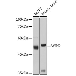 WIPI2 Rabbit pAb