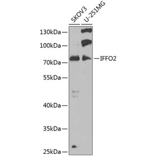 IFFO2 Rabbit pAb