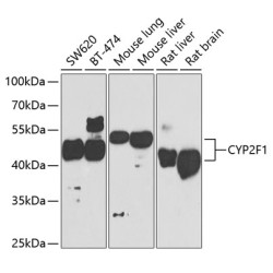 CYP2F1 Rabbit pAb