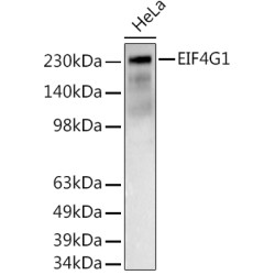 EIF4G1 Rabbit pAb
