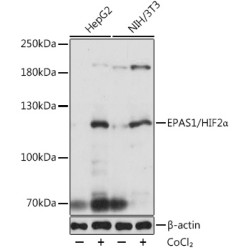 EPAS1/HIF2α Rabbit pAb