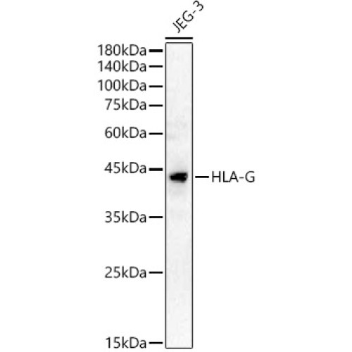 HLA-G Rabbit pAb