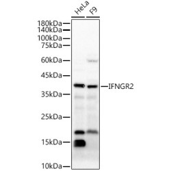 IFNGR2 Rabbit pAb