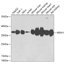 MDH1 Rabbit pAb