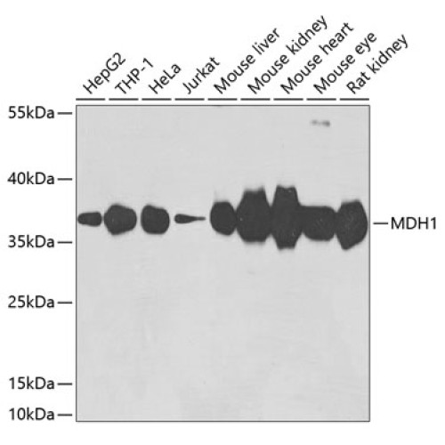 MDH1 Rabbit pAb