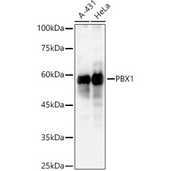PBX1 Rabbit pAb
