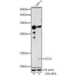 CCL3 Rabbit pAb