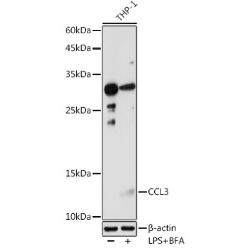 CCL3 Rabbit pAb