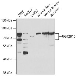 UGT2B10 Rabbit pAb
