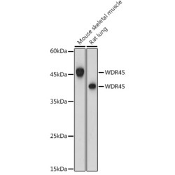 WDR45 Rabbit pAb