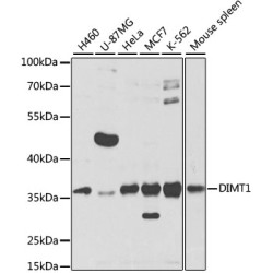DIMT1 Rabbit pAb