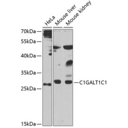 C1GALT1C1 Rabbit pAb