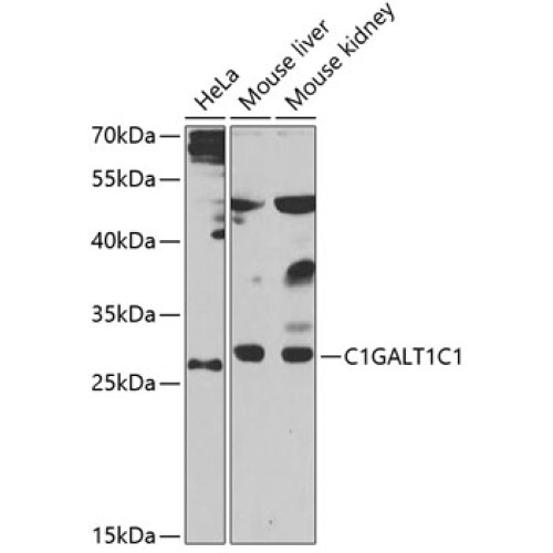 C1GALT1C1 Rabbit pAb