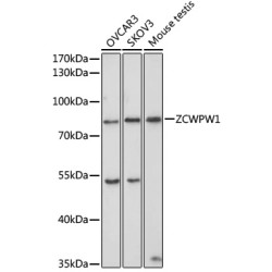 ZCWPW1 Rabbit pAb