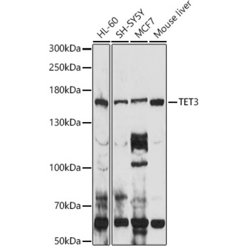 TET3 Rabbit pAb